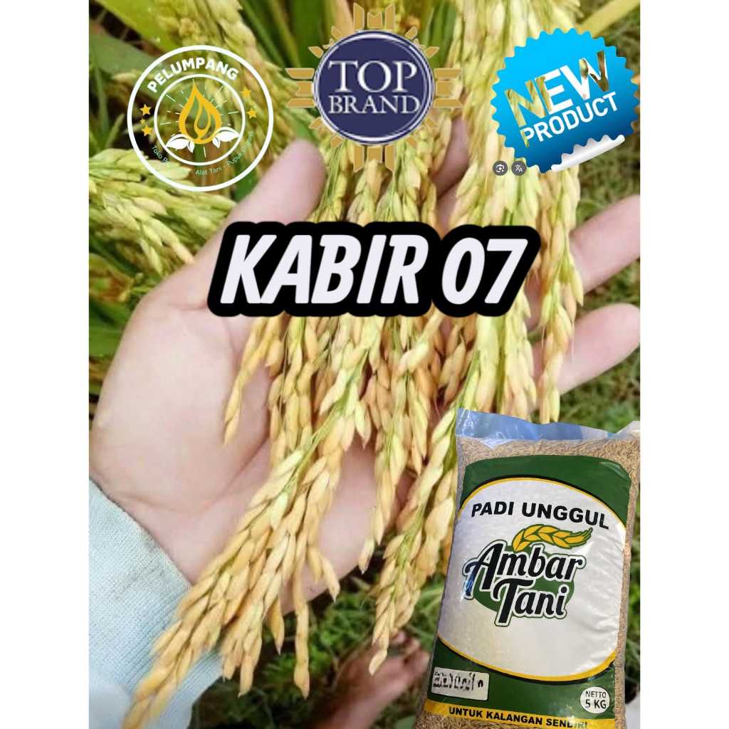 BIBIT BENIH PADI KABIR 07 UNGGUL PREMIUM