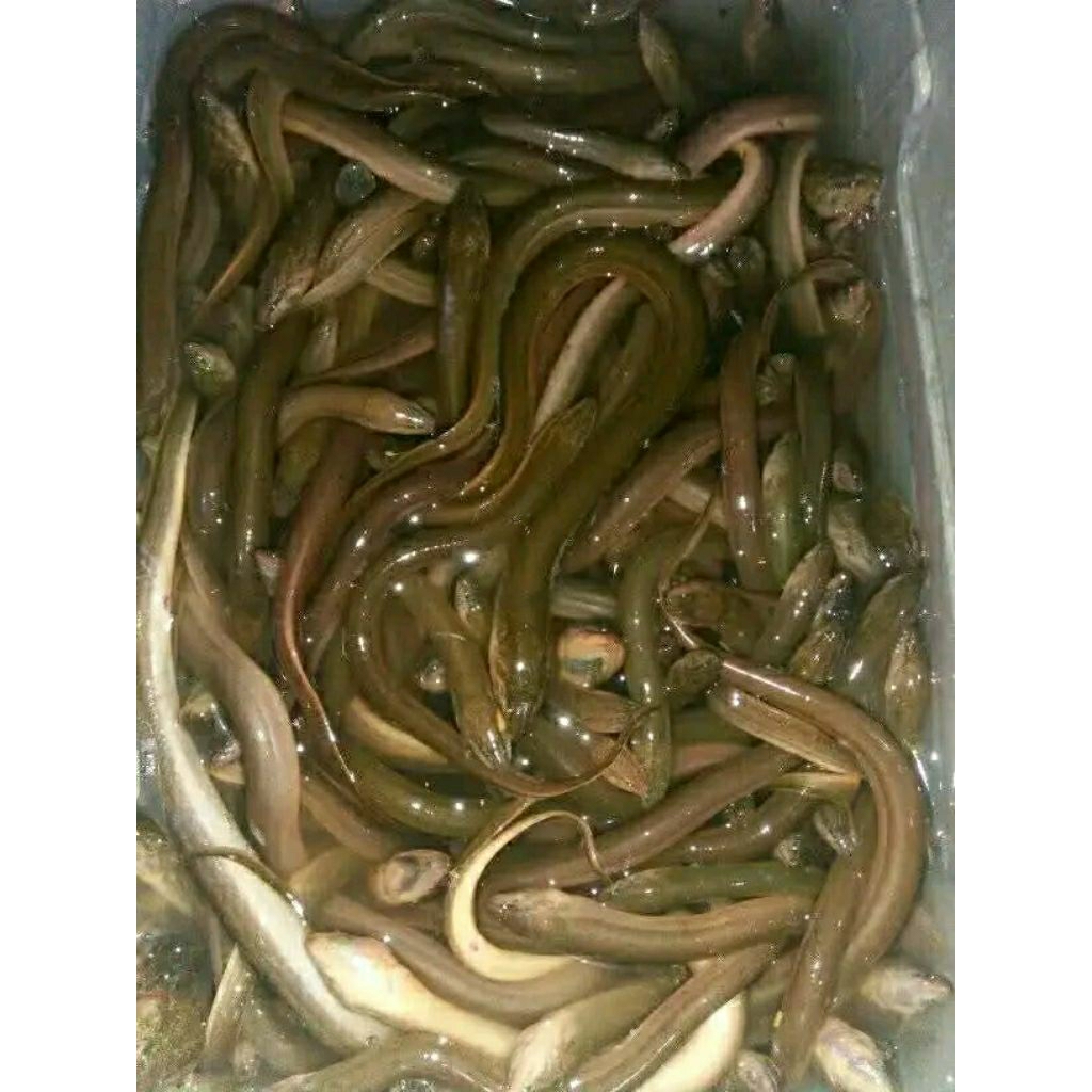 

BELUT FRESH 500-1000GRAM GOJEK ONLY