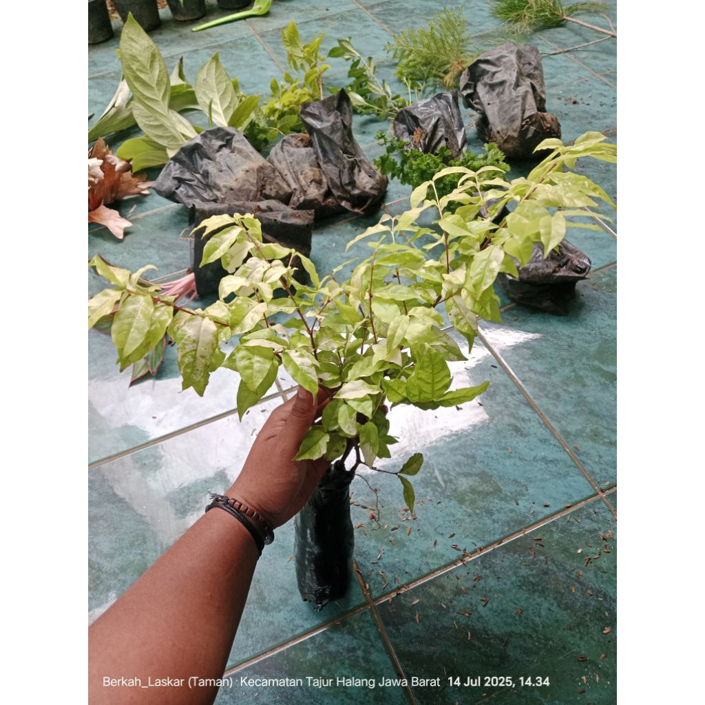 BIG Salee Tanaman Hias Bahan Bonsai Anting Putri/bahan Bonsai anting putri tinggi 25 sampai 35 cm