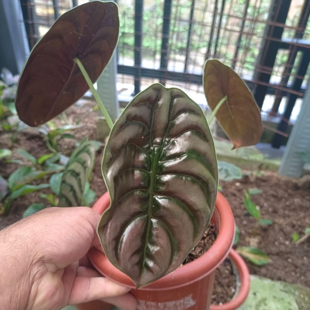 Alocasia Cuprea Red / keladi Tengkorak Dewasa Tanian lokal