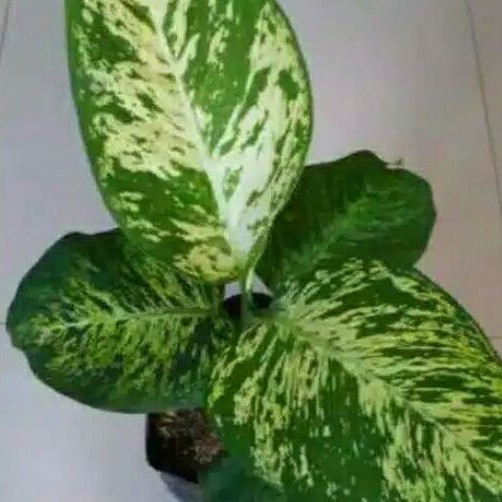 tanaman hias dievenbahcia conpackta / anggun ayu / diven balon