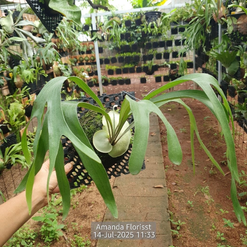 PLATYCERIUM VEITCHII BLUE VENUS