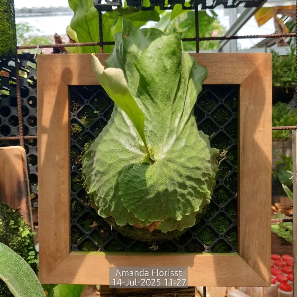 PLATYCERIUM ERAWAN ( MADAGASCARIENSE X ELEPHANTOTIS )