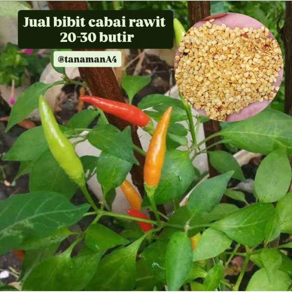 

bibit cabai rawit 20-30 butir