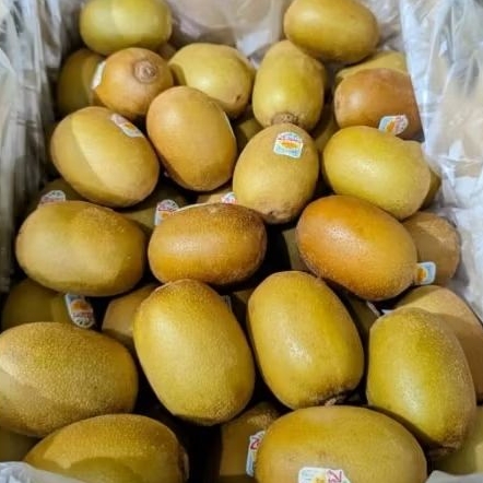 

Buah Kiwi Gold Zespri