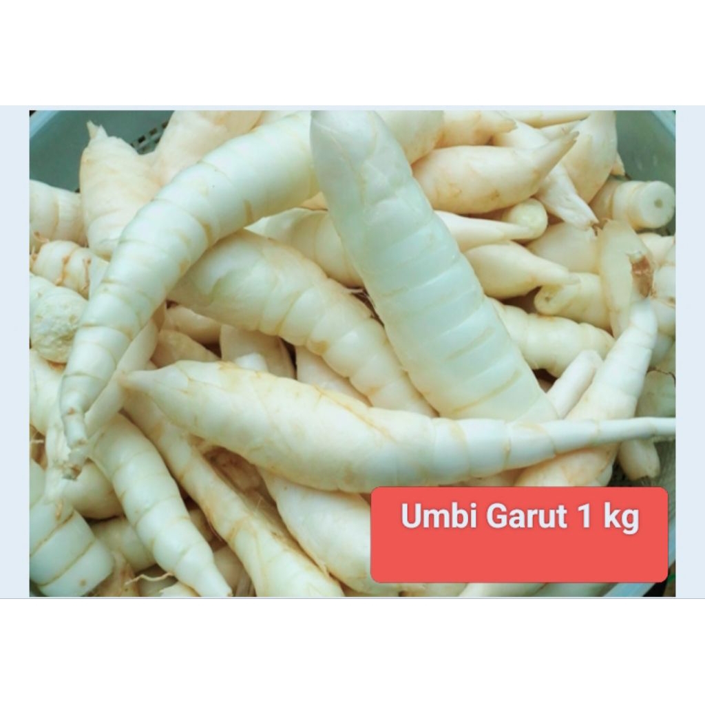 

Umbi Garut 1kg