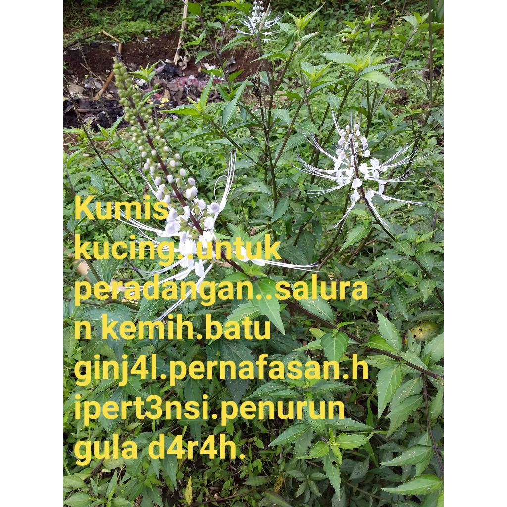

KUMISKUCING