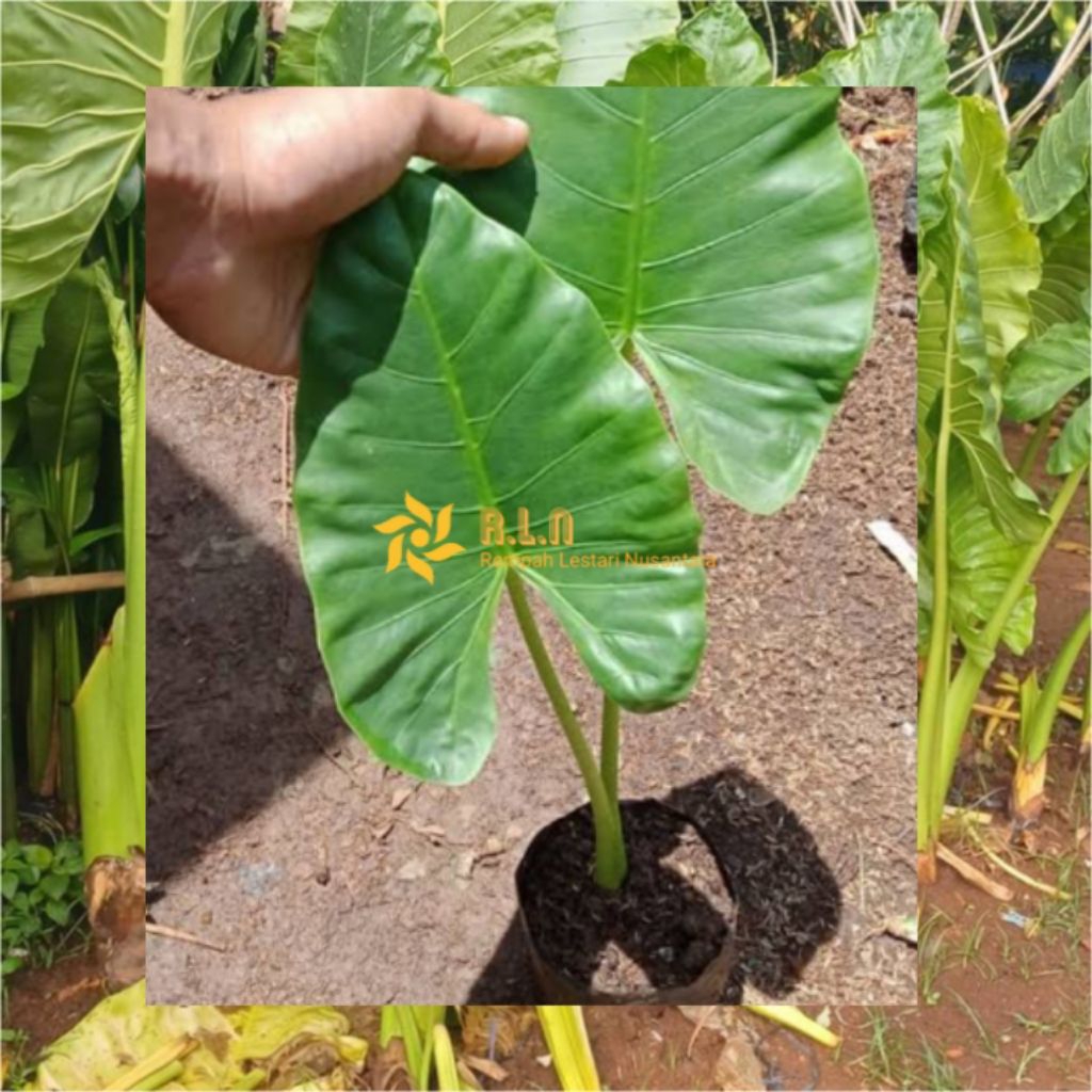 Bibit tanaman talas sente hijau | sente hijau | bibit sente hijau