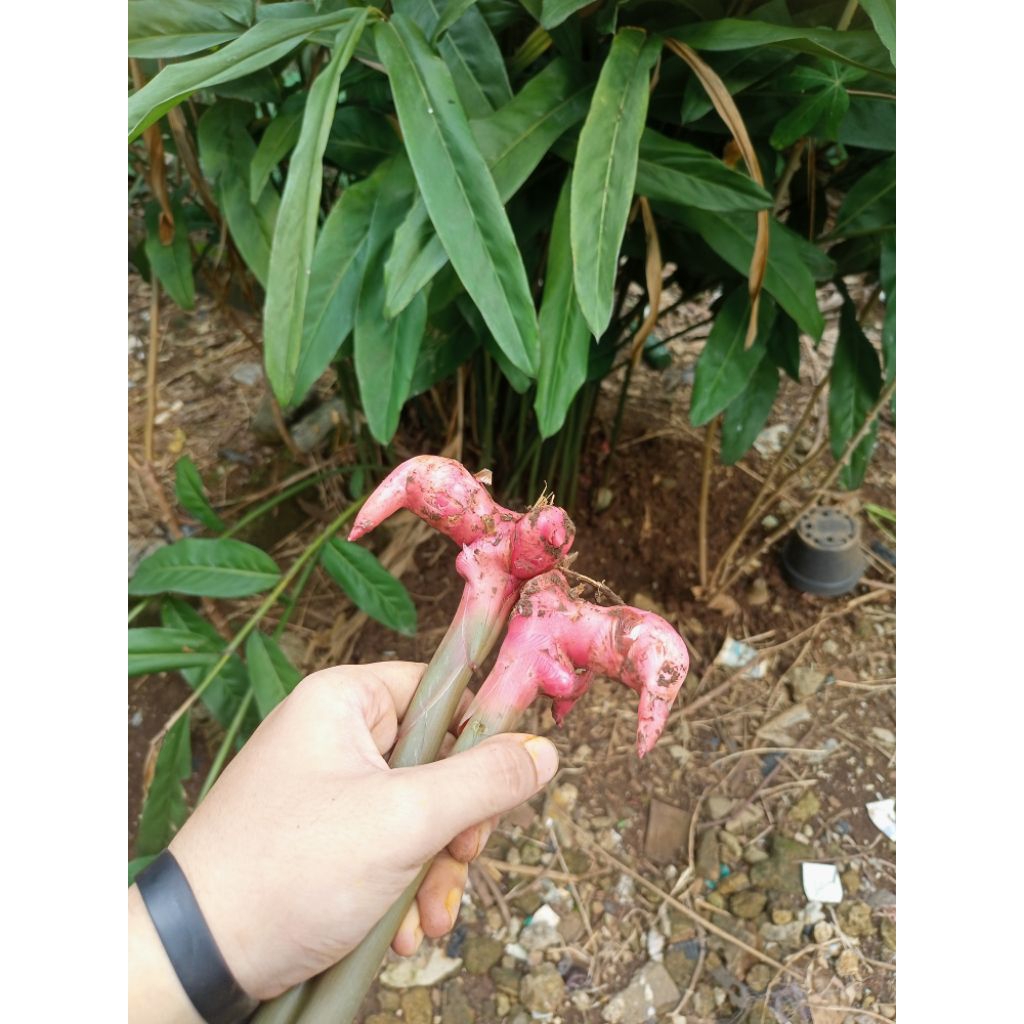 

Lengkuas merah asli 1Kg