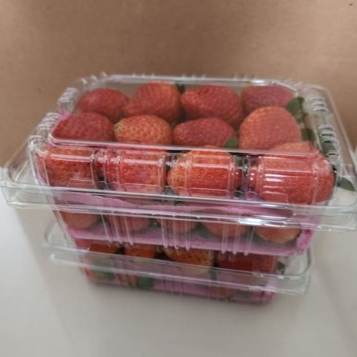 

FRESH STRAWBERRY ORGANIK 210 GRAM