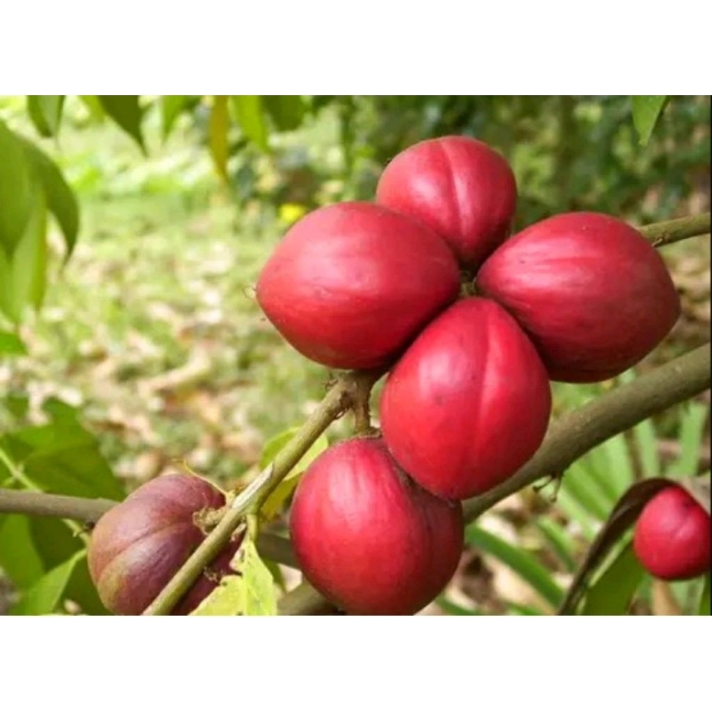 

buah mahkota dewa segar per5 biji