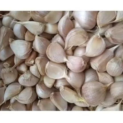 

Bawang Putih 500 gr