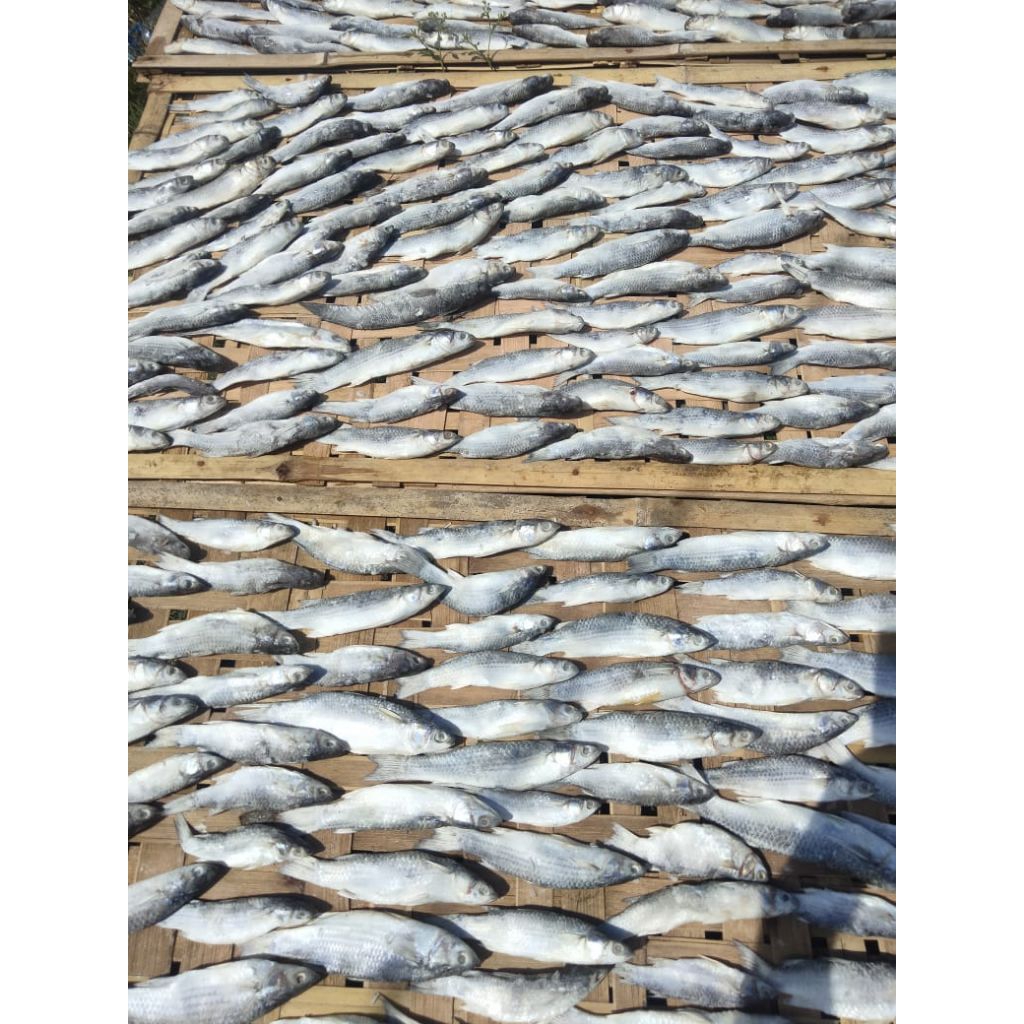 

ikan asin belanak/padet