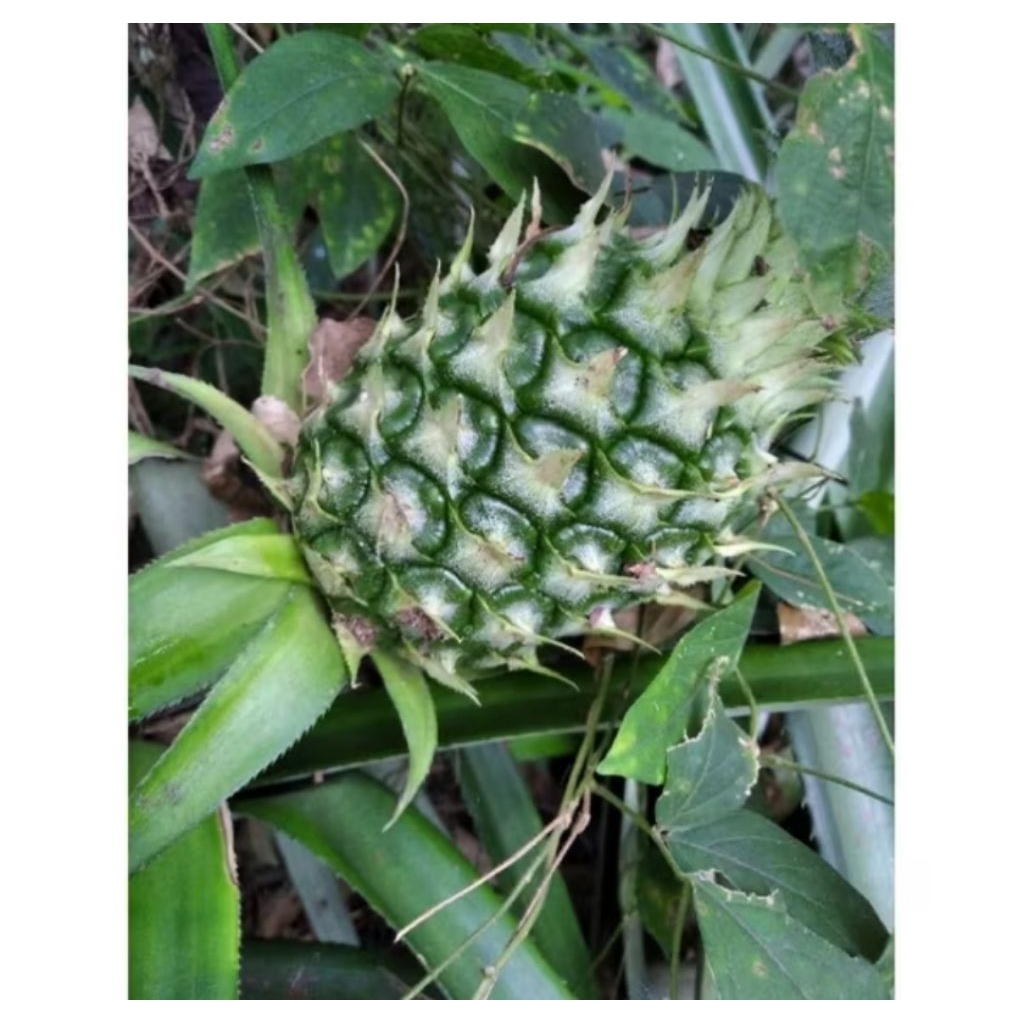 

BUAH NANAS MADU HIJAU NANAS MADU ASLI PROMO