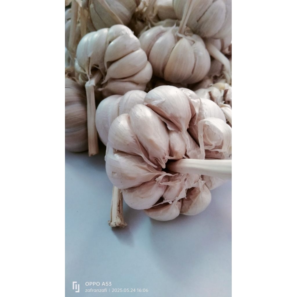 

Bawang Putih Bersih 500Gram Bumbu Masak - Rempah