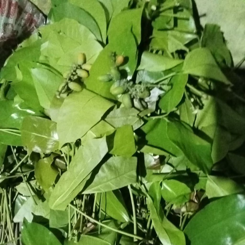 

daun melinjo muda 1kg