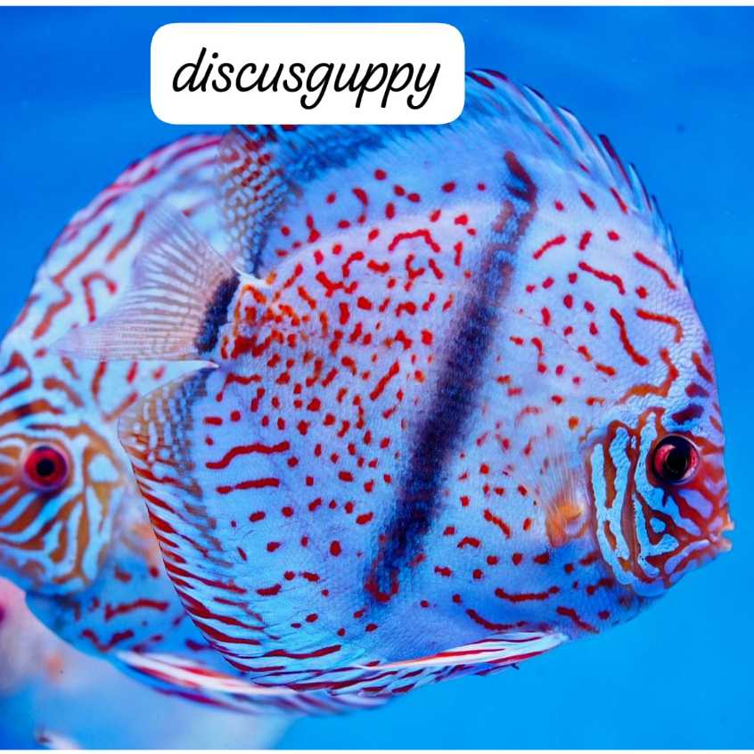 Heckel Cros Discus - Enhanced Edition