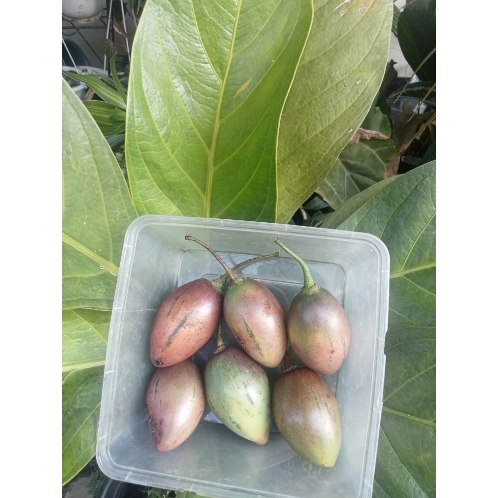 

Terong Belanda Tamarillo fresh