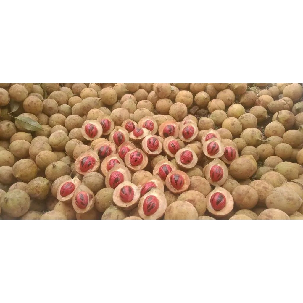 

BUAH PALA 1 KG BERIH