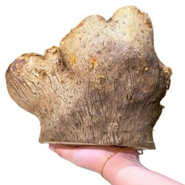 

UMBI UWI 1KG/UWI TUBANMANIS /UWI PUTIH PULEN MANIS/UBI UWI SEGAR/MAKANAN TRADISIONAL/MAKANAN LANGKA/