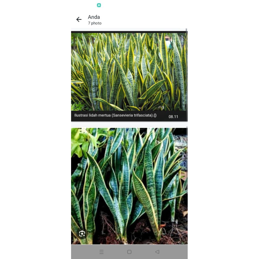 lidah mertua/Sensivera