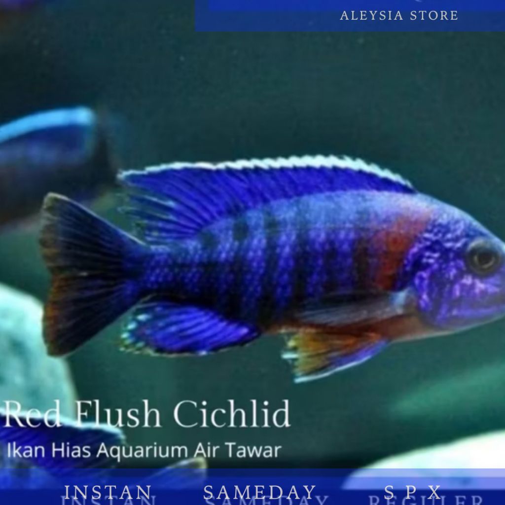 Red Flush Cichlid Size 4-5Cm Hiasan Aquarium