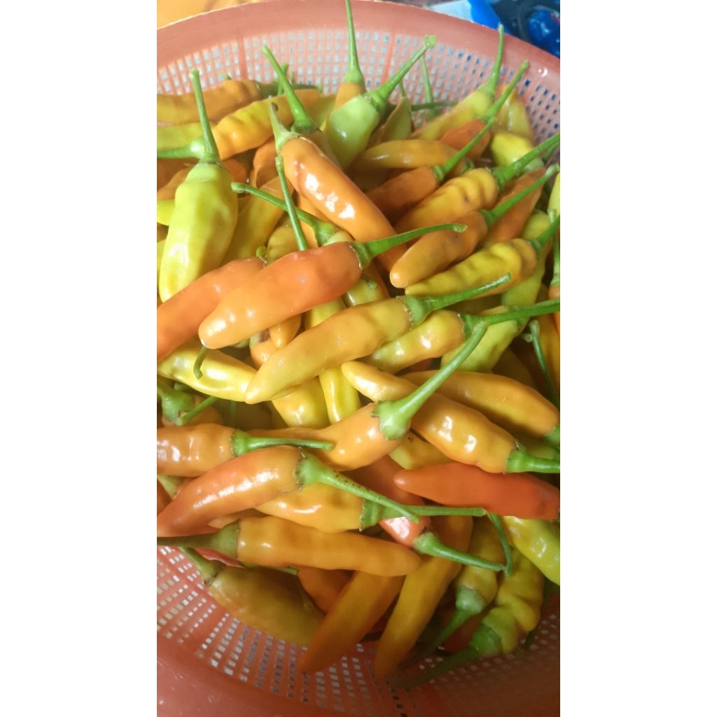 

Cabai Rawit Jenis ORI Grade A Harga Super Murah Kemasan 1kg