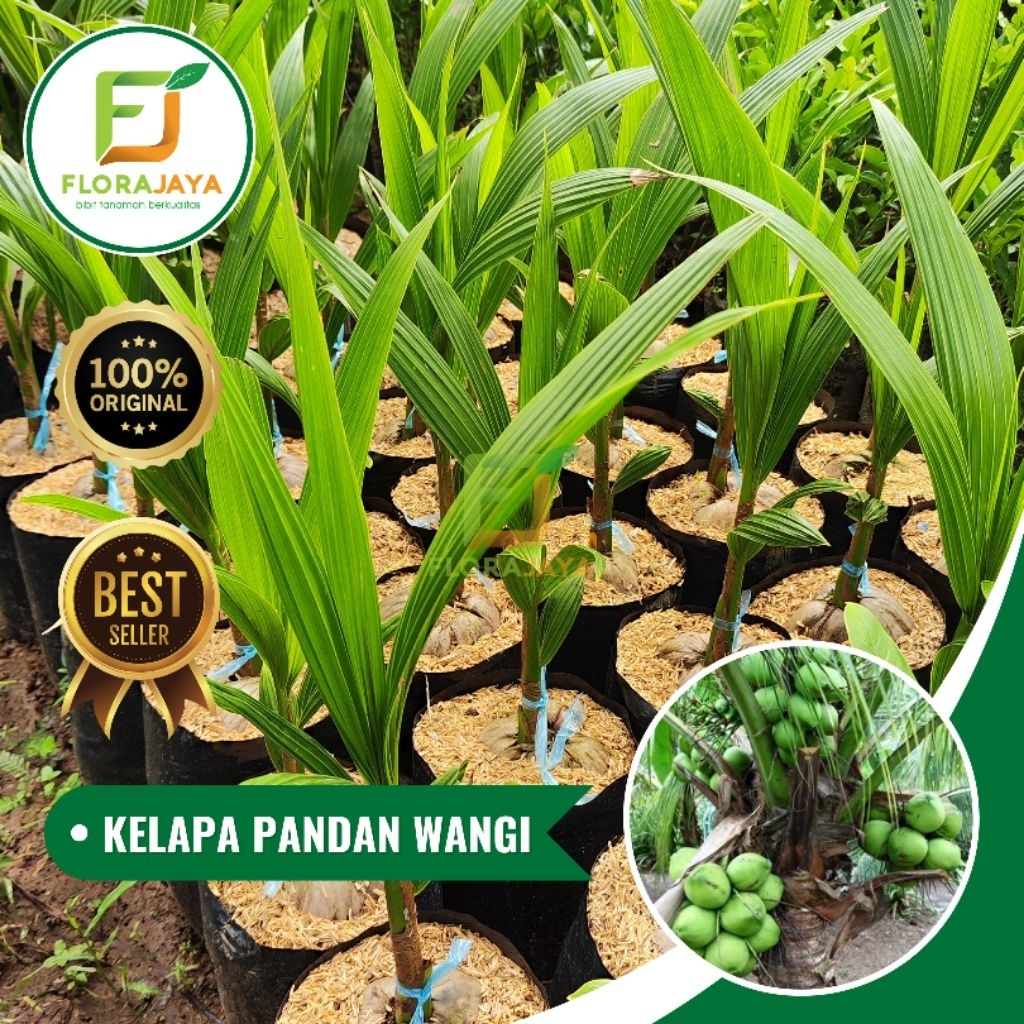 KELAPA PANDAN WANGI