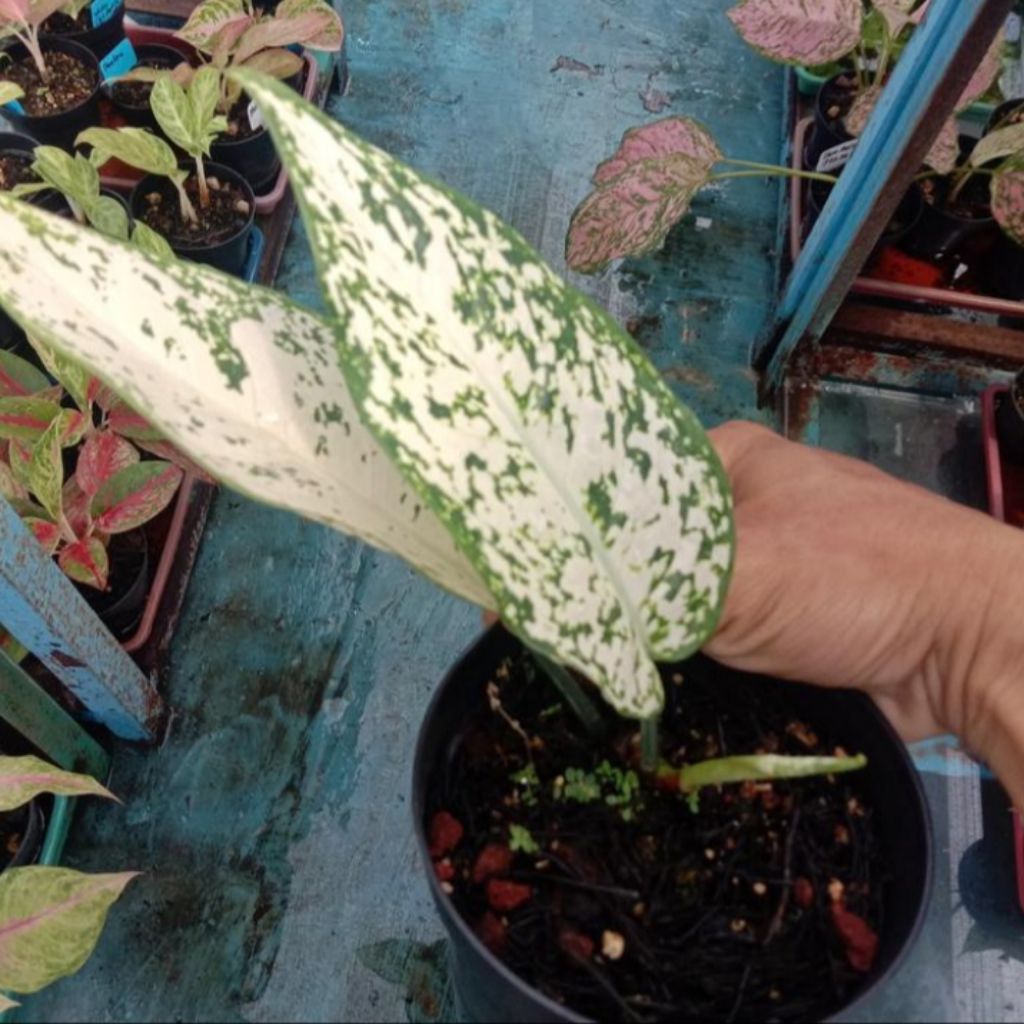 aglonema big leaf