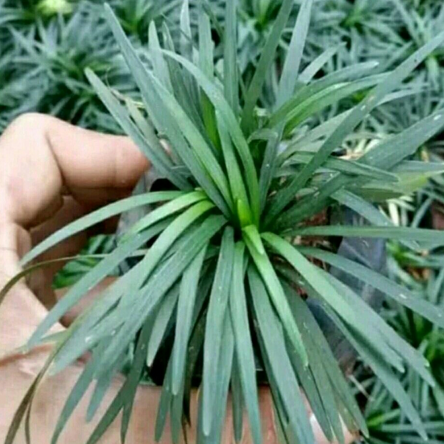 Tanaman Hias Kucai Mini/bibit Tanaman Hias pengganti rumput