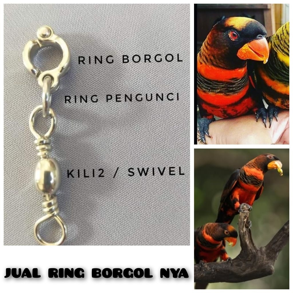 Ring Borgol Burung Parrot Nuri Dusky