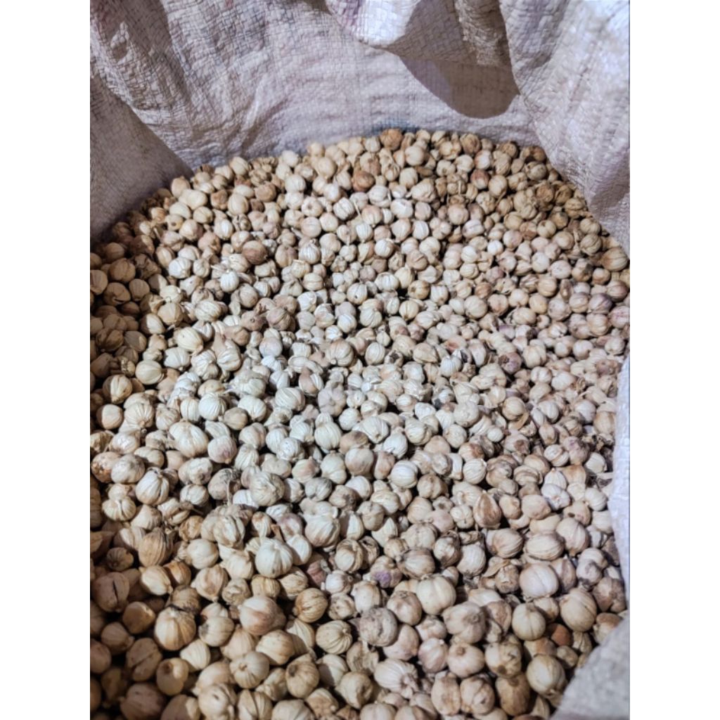

Kapulaga Jawa Kualitas Premium Asli Murni