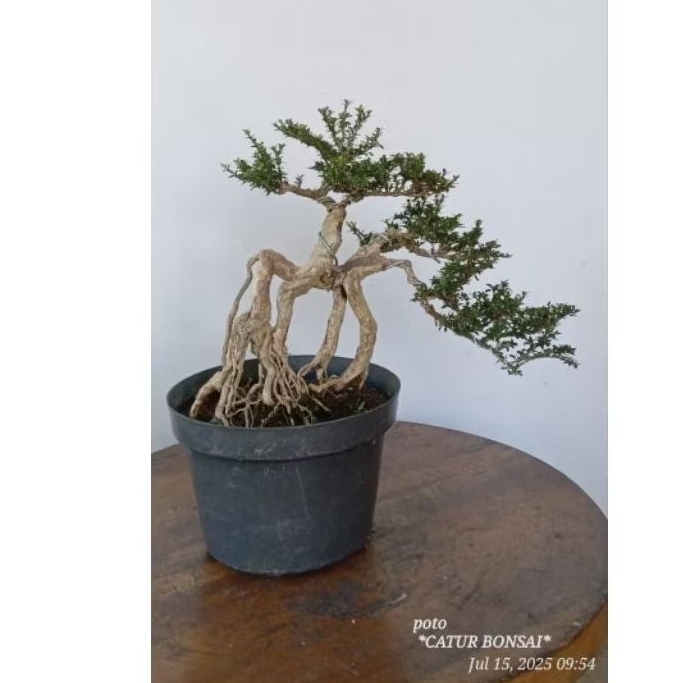 bonsai serbin mikro mame siap pajang