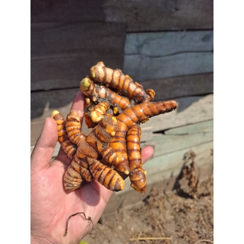 

KUNYIT/KUNIR/JAMU Tadisional/HERBAL/KUNYIT SEGAR