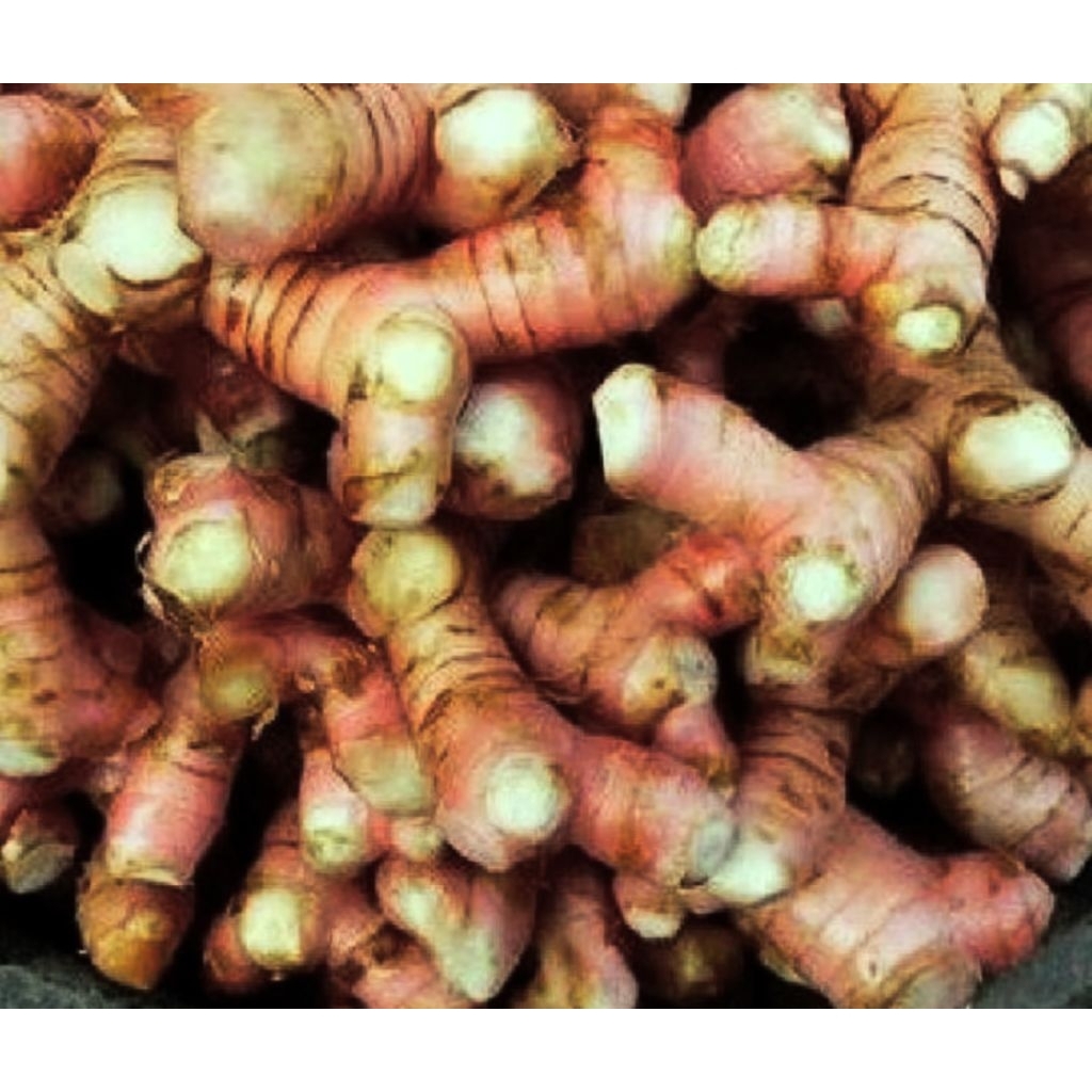 

Lengkuas segar, laos segar 200gram