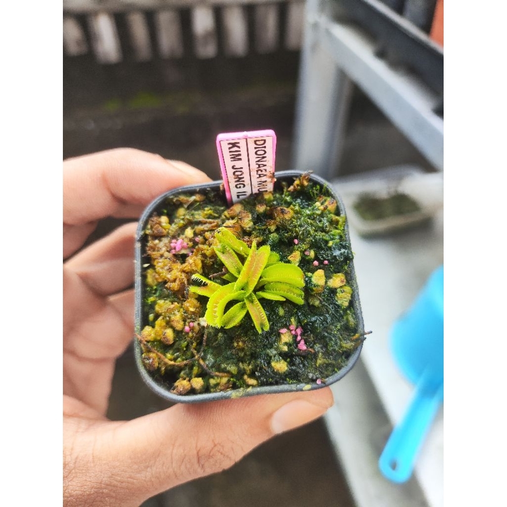 Dionaea Muscipula Kim Jong il/Venus flytrap
