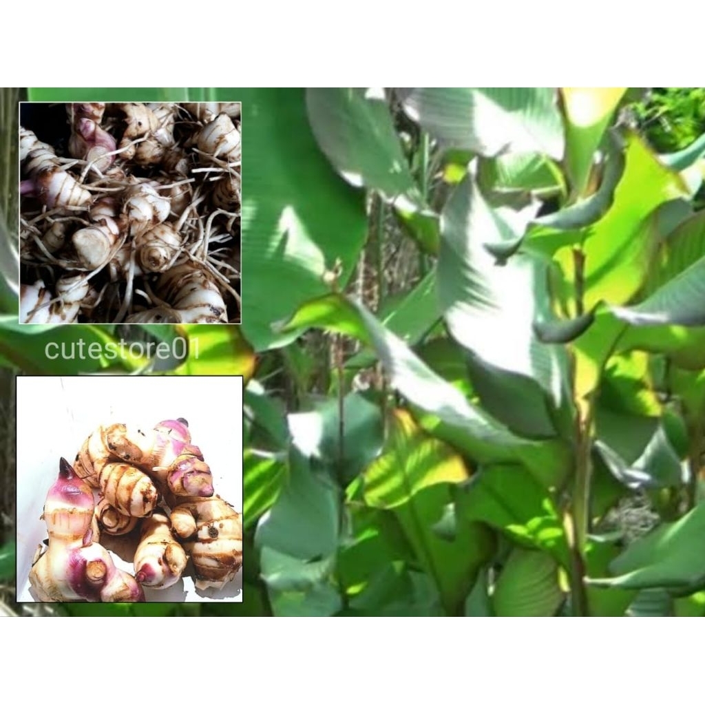 

Ganyong Umbi Jalar Segar Enak 500Gram