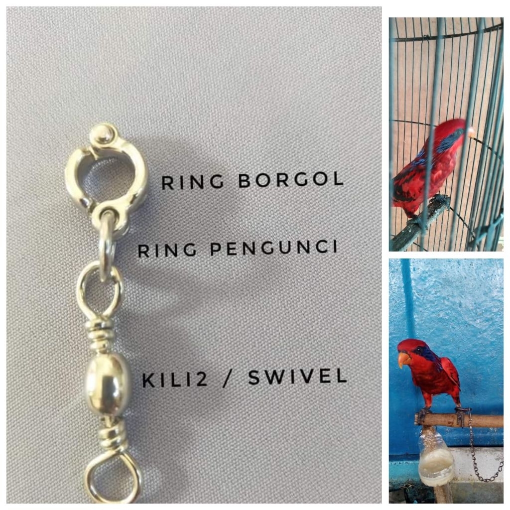 Ring Borgol Burung Parrot Nuri Tanimbar