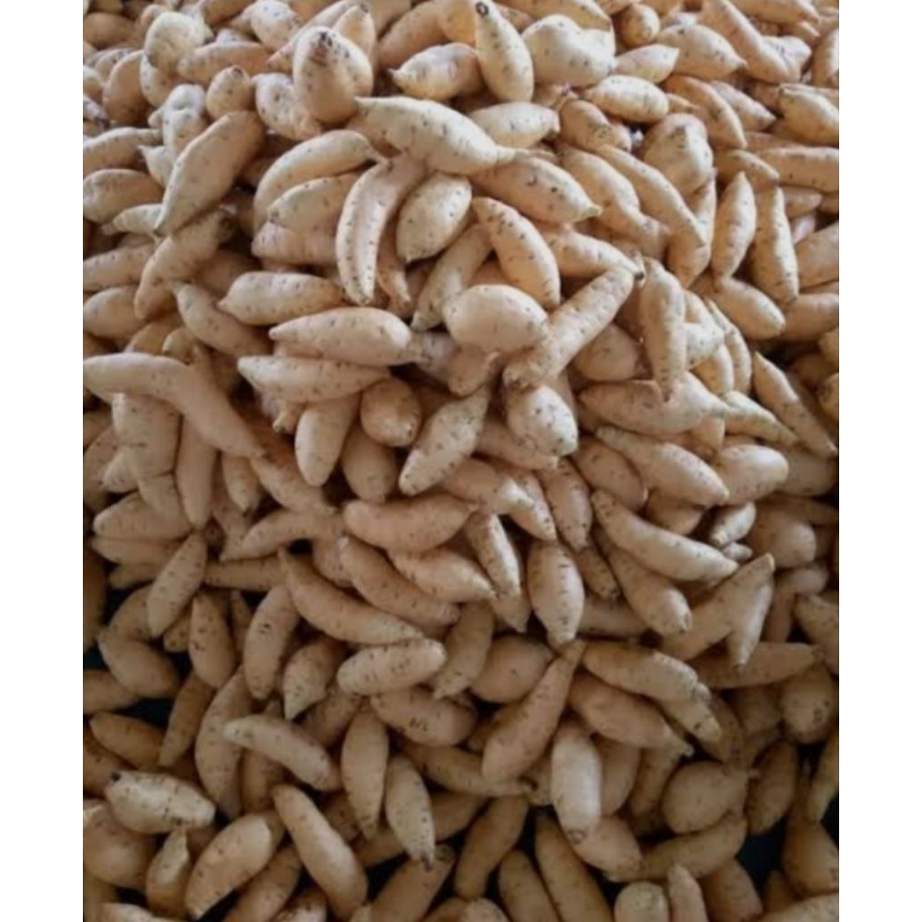 

Ubi Cilembu Mentah Asli - Manis Alami 1 kg Fress dari petani