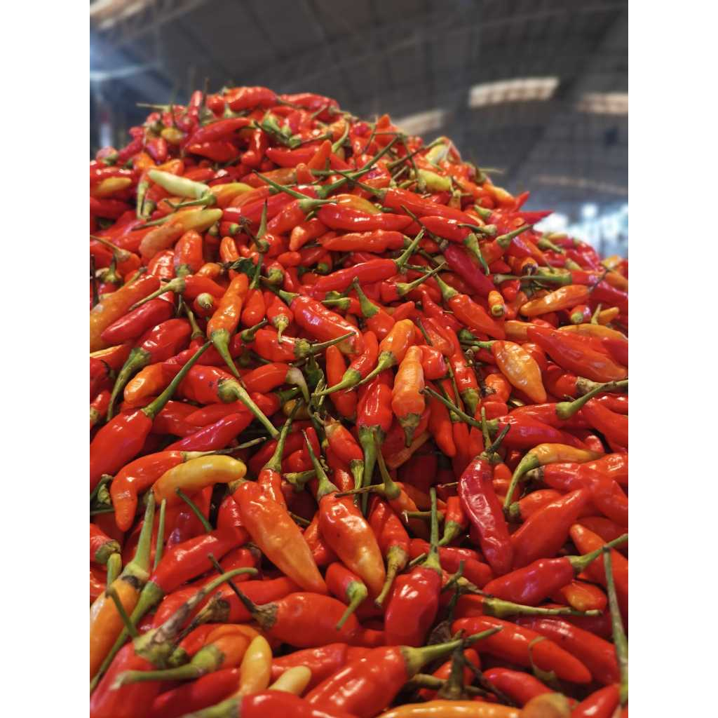 

Cabe Rawit Merah Fresh 1kg