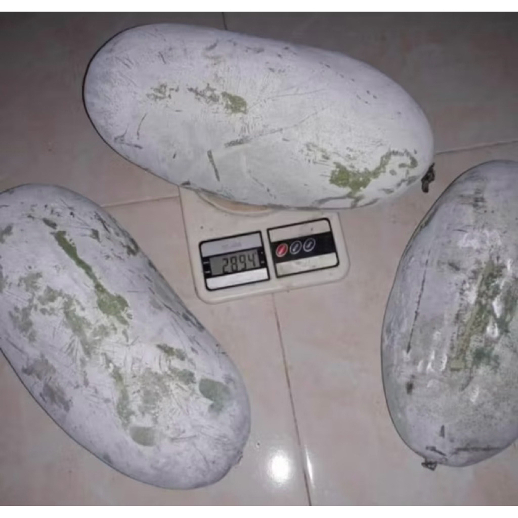 

Buah Beligo Bligo Kundur 2,1-2,5Kg SEGAR, Baru petik, Herbal berkualitas