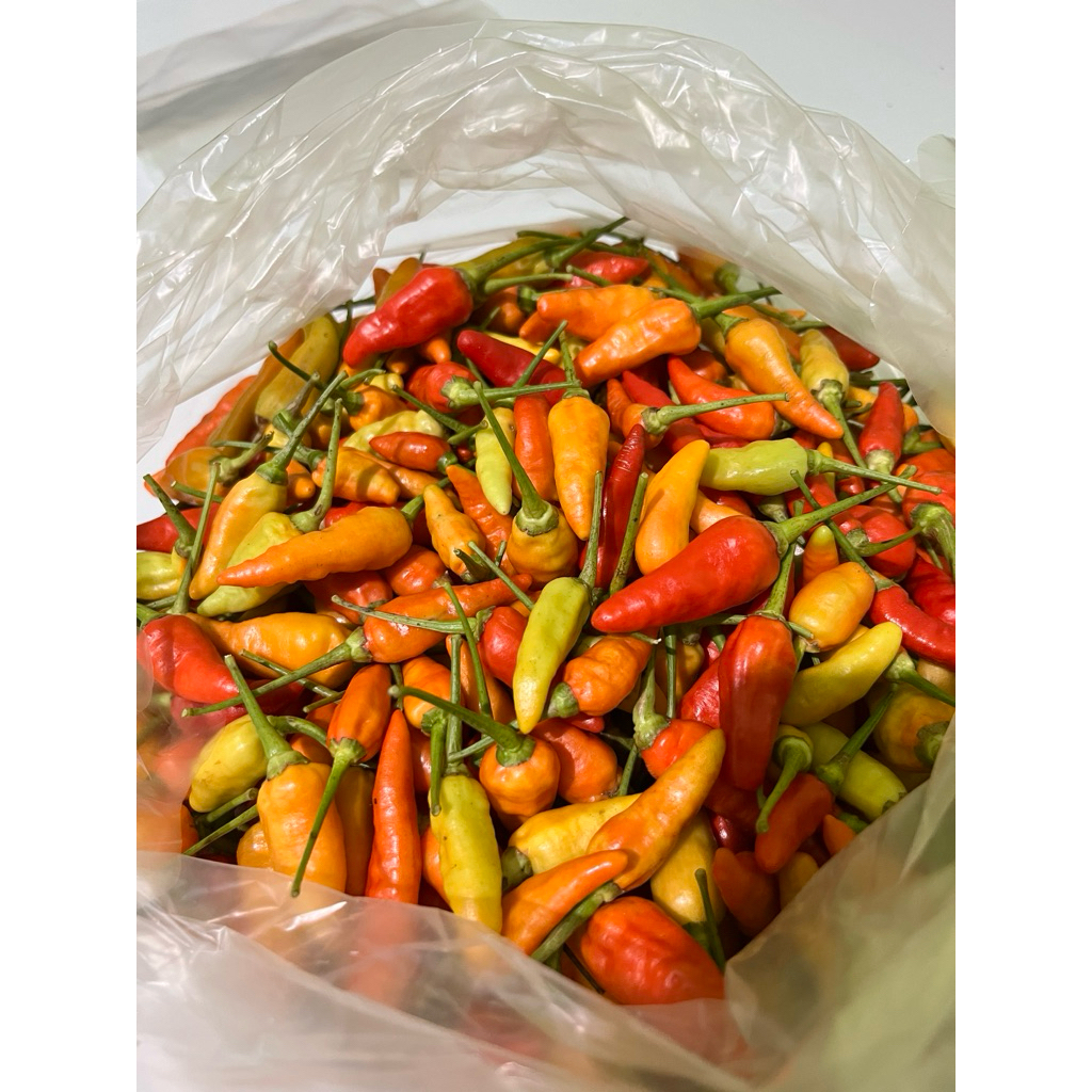 

cabe rawit merah fress baru petik