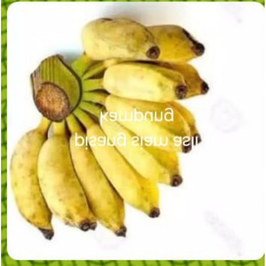 

Pisang.siam/pisang.batu.1klo