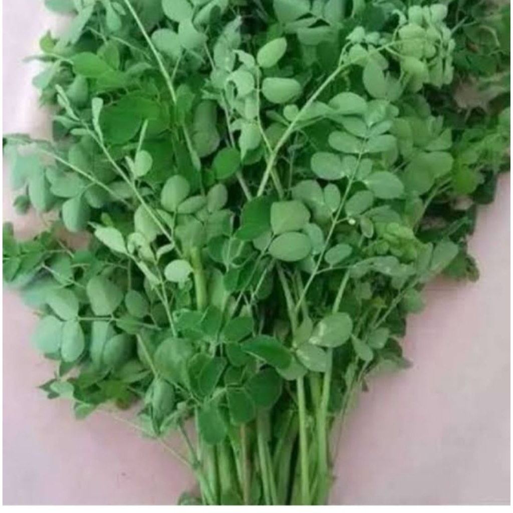 

daun kelor segar 250g dadakan