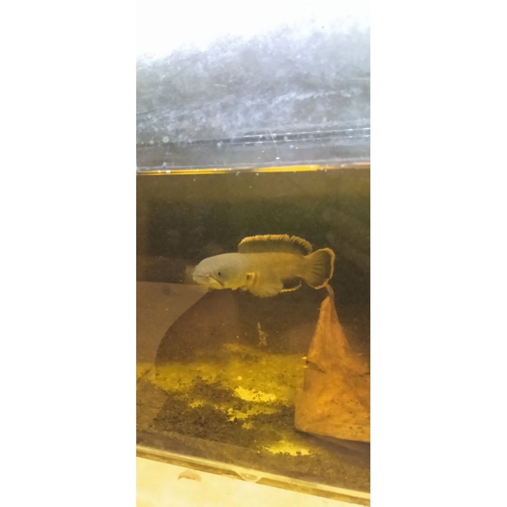 limbata single tank mangap" 15+