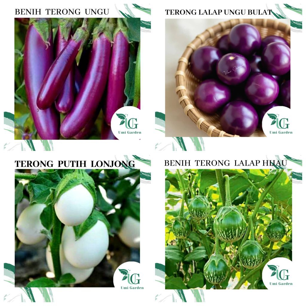 Aneka Benih Terong Lalap Hijau Ungu Terong Ungu Panjang Terong Putih Lonjong Hijau Panjang  Sayuran 