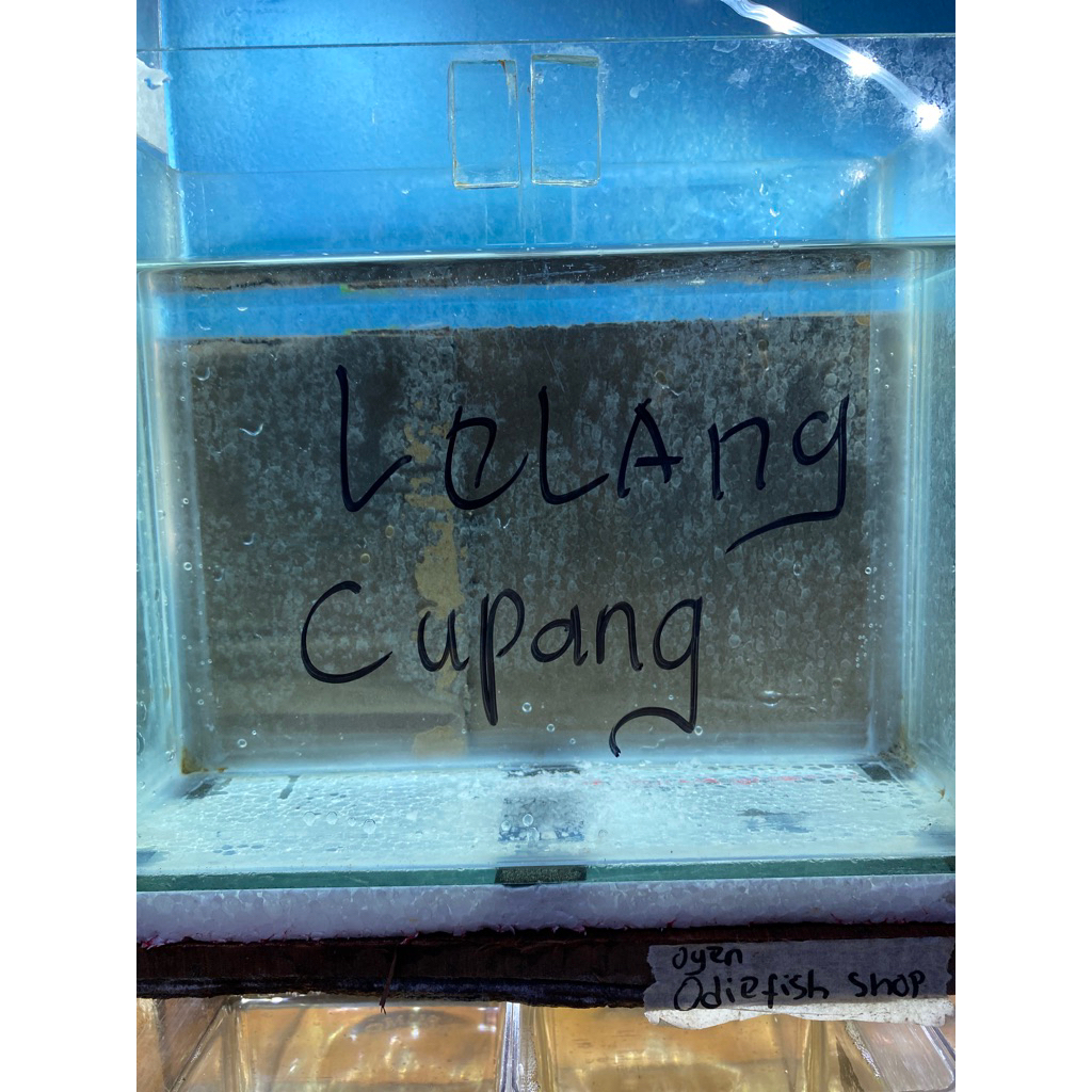 hiasan lelang cupang 1