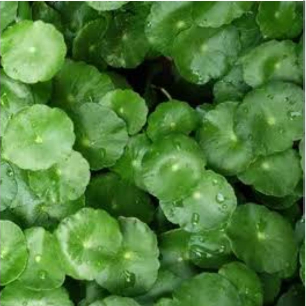 

Daun pegagan segar/antaman segar 500 gram langsung petik