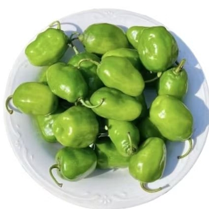 

CaBe gendot lokal asli segar super pedass 1 Kg