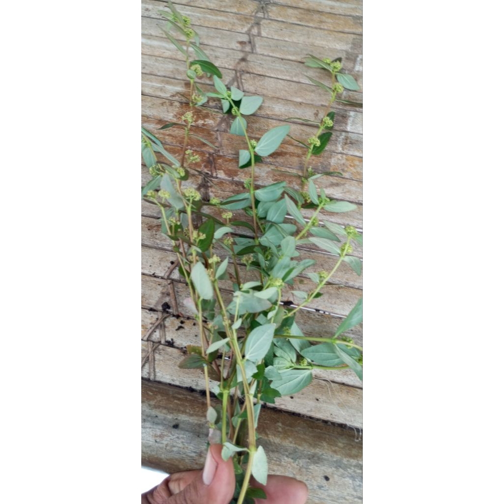 

daun pati kebo 1 ikat 10 batang